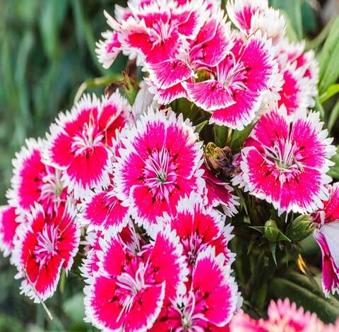 Pink White Dianthus Flower Seeds
