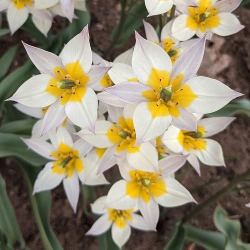 White Yellow Tulip Turkestanica Flower Seeds