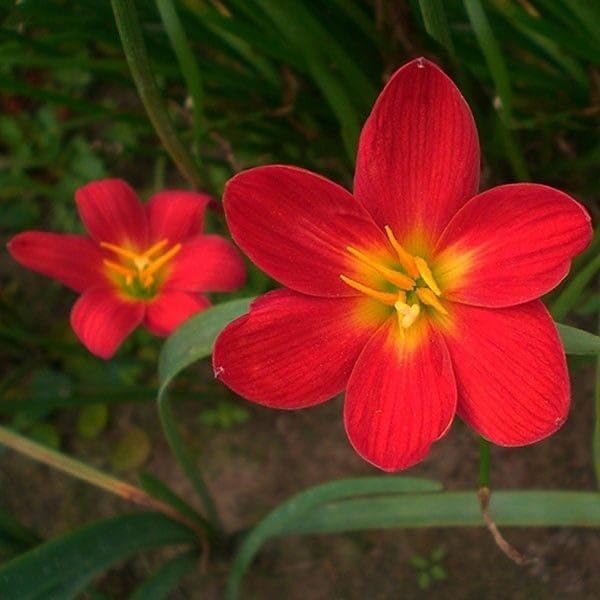 Red Zephyranthes Candida Bulbs Flowers Flower Seeds