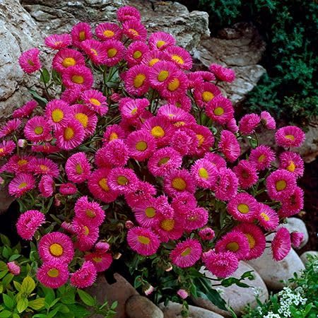 Pink Erigeron Karvinskianus Flower Seeds