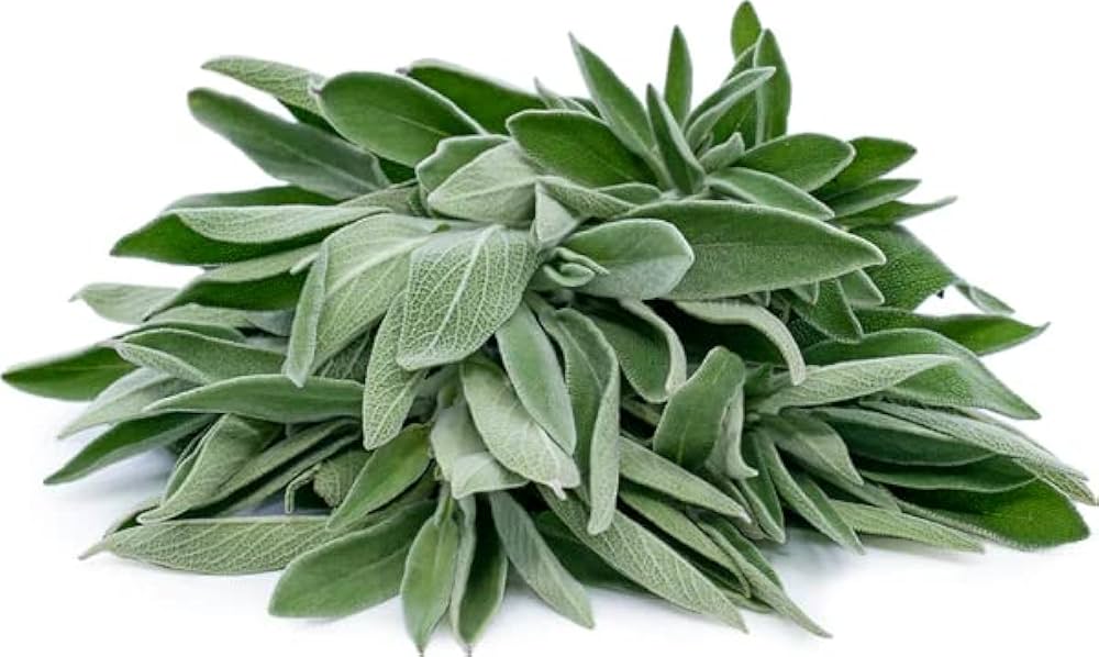 Sage Flower Salvia Officinalis