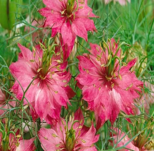 Pink Nigella Damascene Flower Seeds