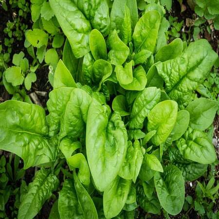 Spinach vegetable seeds - Heirloom, Organic, Non Gmo Garden Seeds for kitchen garden planting