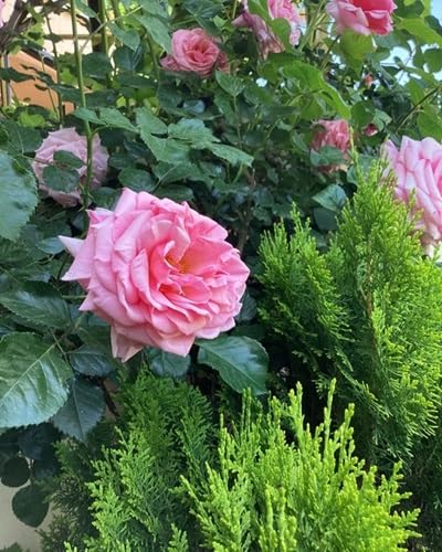 damask rose flower seeds