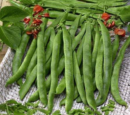 polebean vegetable seeds for Home Gardening, Natural Farm Fresh Gardening Choice Premium for kitchen garden planting