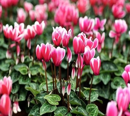 pink cyclamen flower seeds