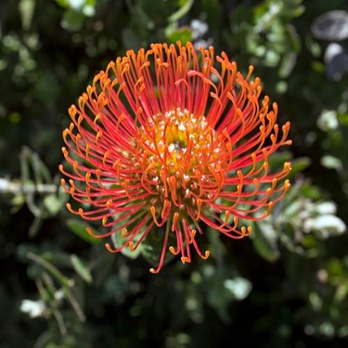 Orange Giant Protea Flower Seeds