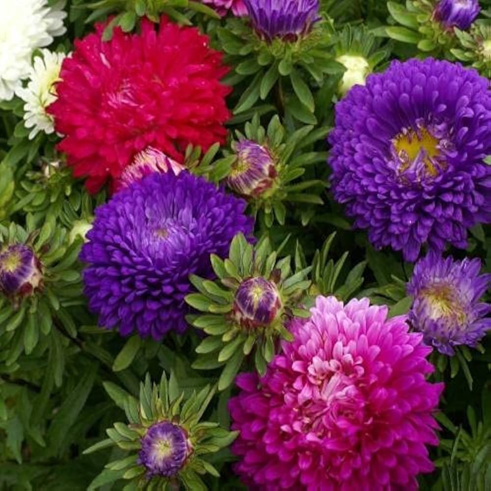 White Half Fresh Aster Milady Colorful Fall Gardens Flower Seeds