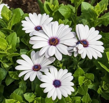 White Dimorphotheca Aurantiaca Flower Seeds