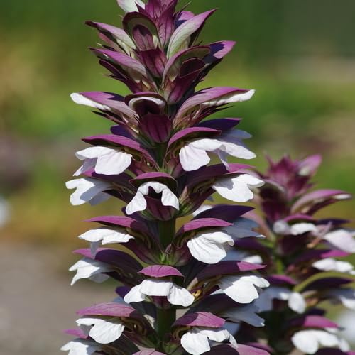White Purple Acanthus Flower Seeds