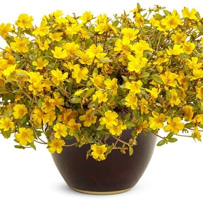 Purslane Flower Seeds
