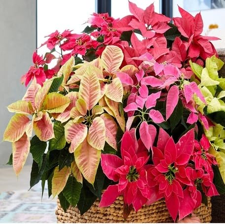Mixed Poinsettia Flower Seeds