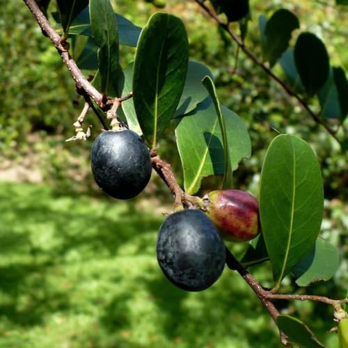 Black Chrysobalanus icaco Fruit Seeds organic garden seeds