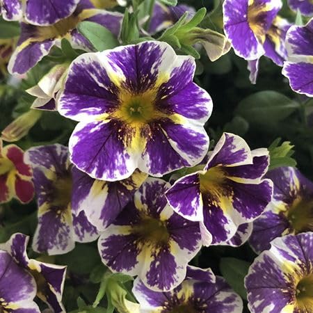 Purple Perennial Calibrachoa Flower Seeds