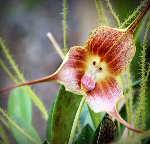 Monkey Face Orchid Plant Seeds
