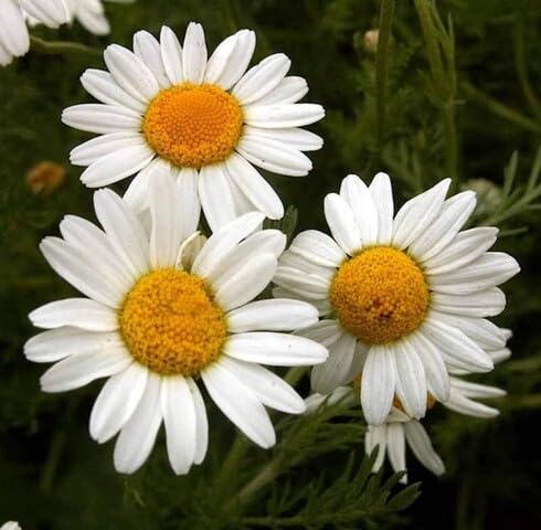 White Chamomile Flower Seeds