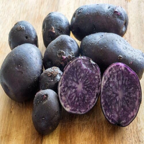 Purple Giant Potato vegetable seeds for Home Gardening, Healthy Seasonal Vegetable for kitchen garden planting