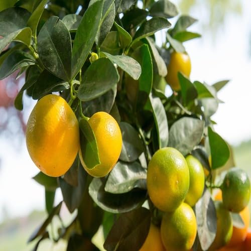 Calamondin Fruit fruit seeds for organic garden planting