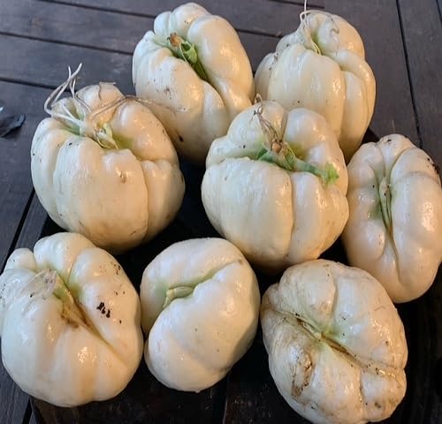 yellow chayote vegetable seeds