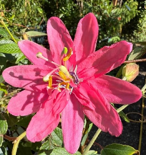 pink passiflora mollissima flower