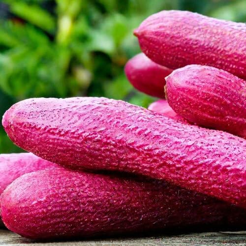 Pink Cucumber vegetable seeds for Home Gardening, Natural Farm Fresh Gardening Choice for kitchen garden planting