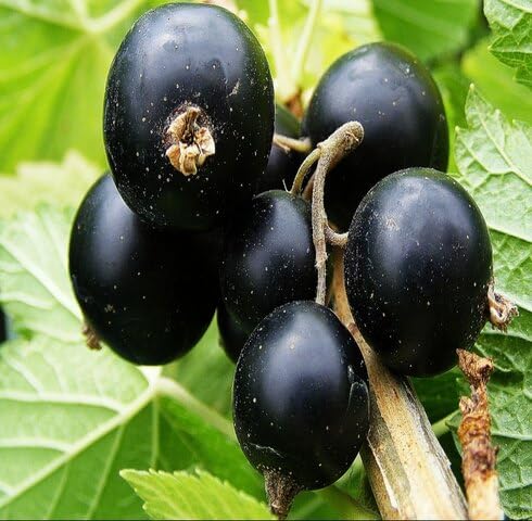 Blackcurrant Fruit fruit seeds for organic garden planting