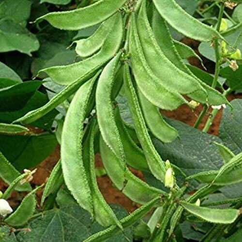 Lima Beans vegetable seeds - Heirloom, Organic, Non Gmo Garden Seeds for kitchen garden planting