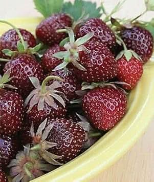 Strawberry Burgundy Color Variety Ideal Fruit Seeds