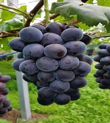 Grapes Fruit Seeds Nutrient Rich Harvest Selection for Patio and Balcony Gardens Premium