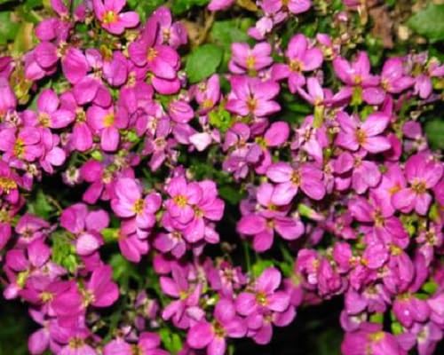 pink aubretia flower seeds