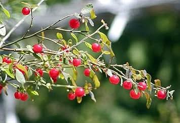 Red Huckleberry Fruit Growing Sweet Wild Berries For Kitchen Fruit Seeds