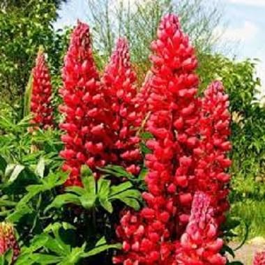Lupinus Flower Seeds