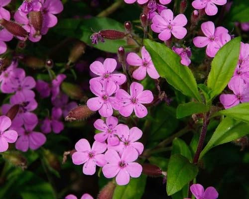 Pink Saponaria Vaccaria Flower Seeds
