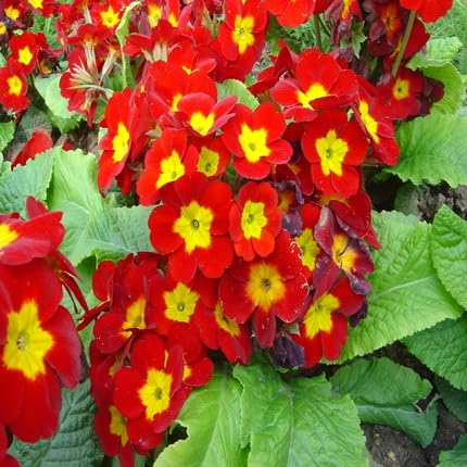 Red Polyanthus Crescendo Flower Seeds