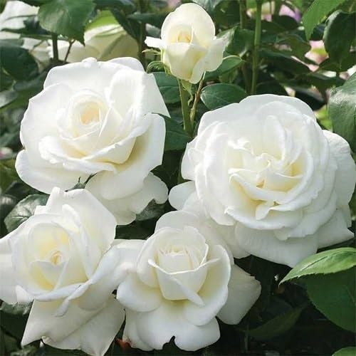 White Rugosa Rose Flower Seeds