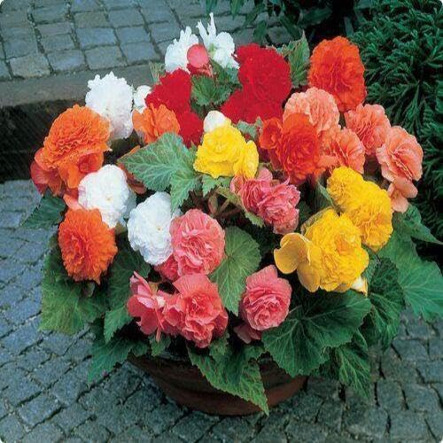 Begonia Flower Seeds