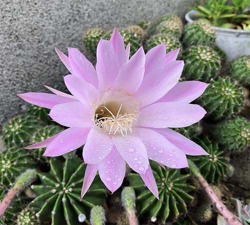 Purple castus Flower Seeds