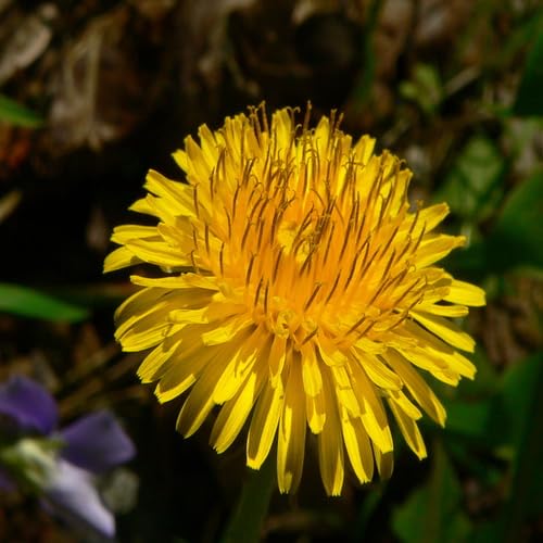 Yellow Dandelion Flower Seeds