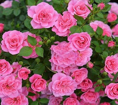 Pink Rose Flower Seeds