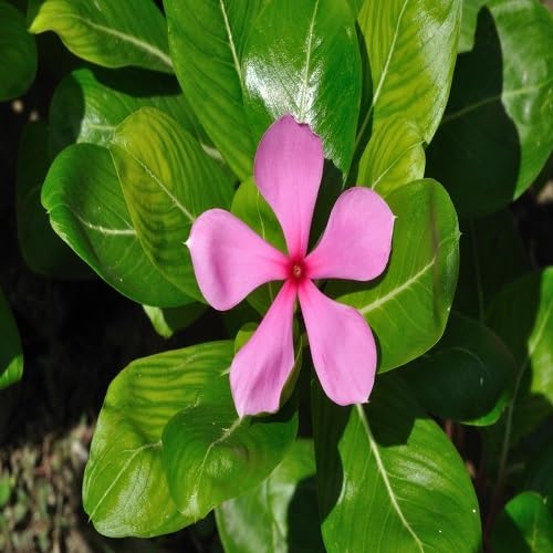 Roseus Flower Seeds