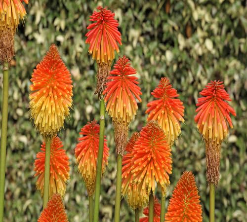 Yellow Orange KNIPHIA Flower Seeds