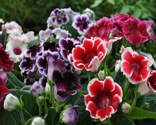 Purple Gloxinia Flower Seed