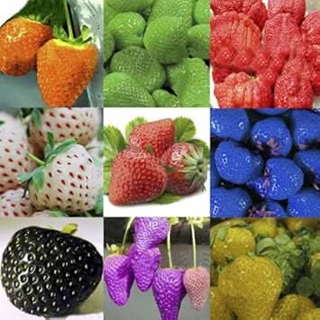 Mixed Strawberry Fruit Forplanting Growing Varieties Of Berries For Fruit Seeds
