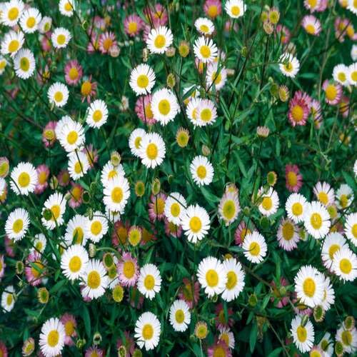 white erigeron karvinskianus flower