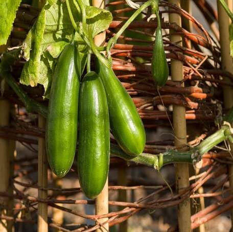 Green Mini Cucumber vegetable seeds - Heirloom, Organic, Non Gmo Garden Seeds for kitchen garden planting