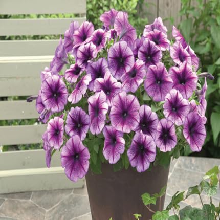Purple Petunia Flower Seeds