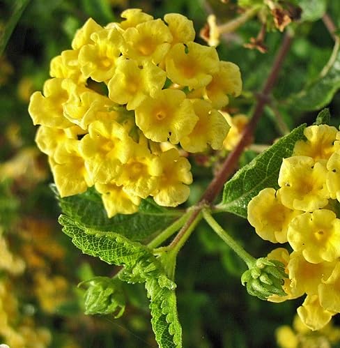 Yellow Lantana Flower Seeds