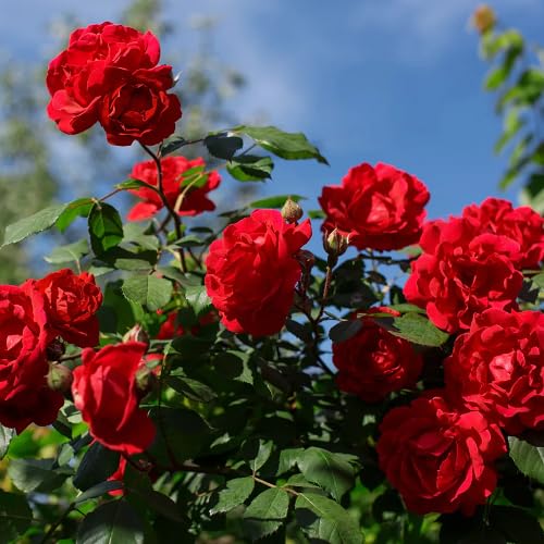 Red Rose Plant Seeds