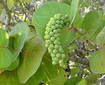 sea green grape fruit for planting unique nutritious grapes coastal gardens Fruit seeds