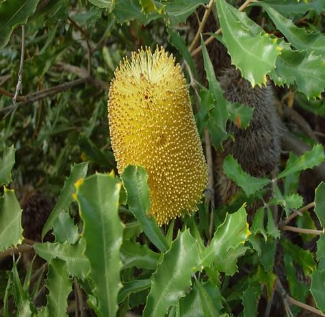 Banksia Flower Seeds